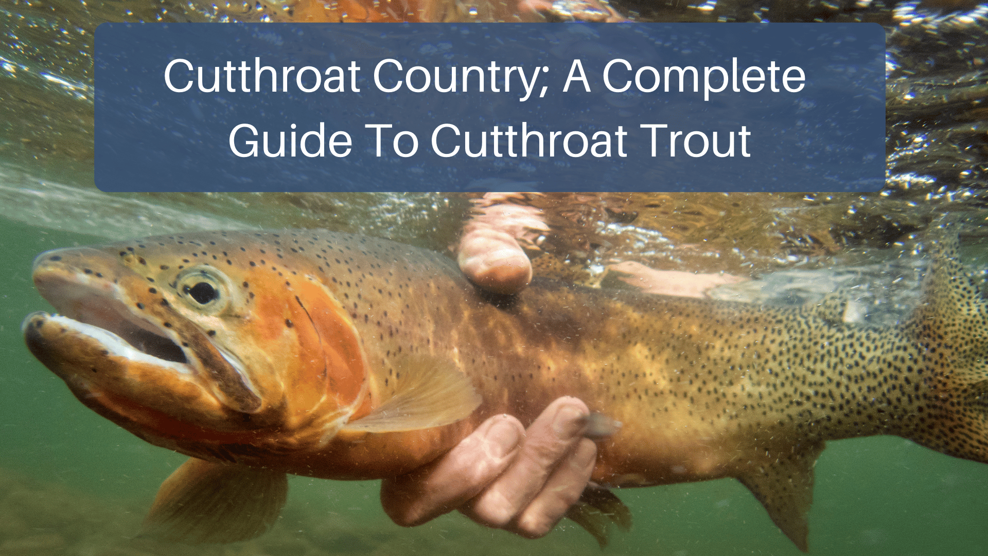 Cutthroat Country; A Complete Guide To Cutthroat Trout