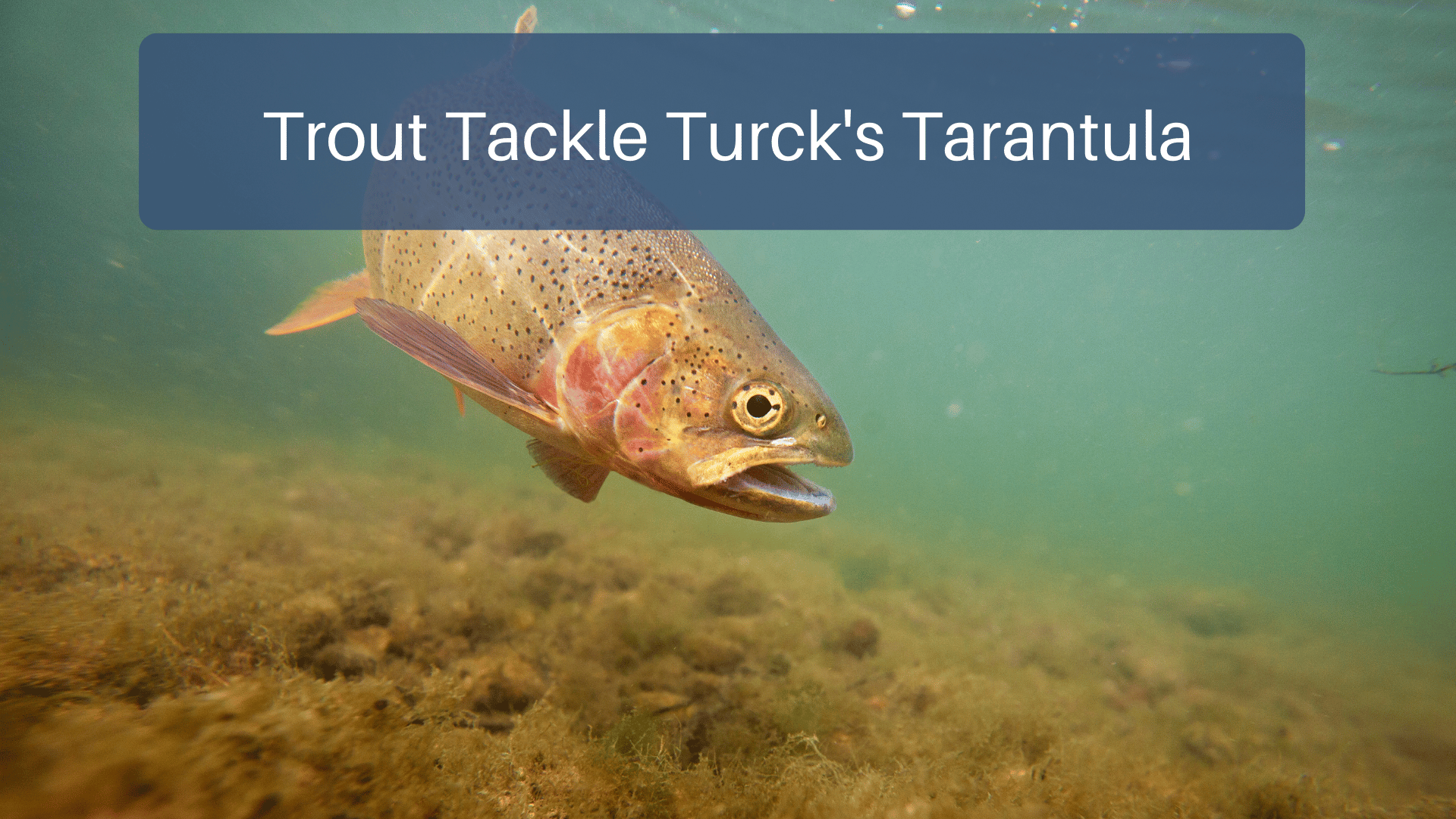 Trout Tackle Turck’s Tarantula